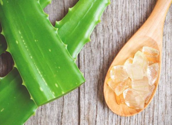 aloe vera